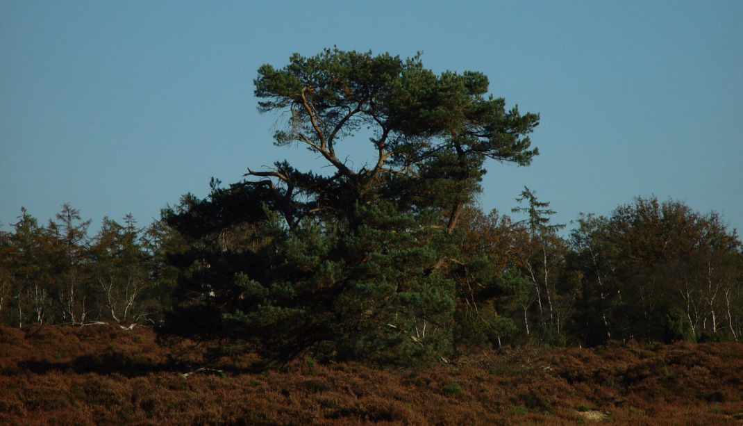 "Het Zilven" te Loenen op de Veluwe Gelderland bij Apeldoorn